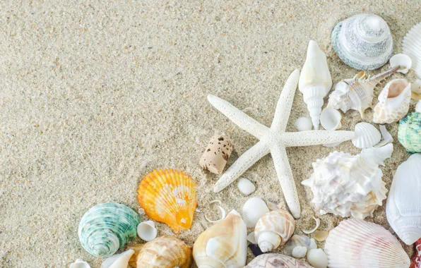 Sand, beach, star, shell, summer, beach, sand, marine