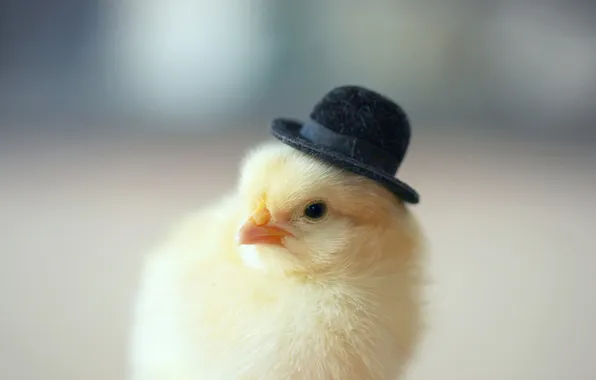 Background, hat, chicken