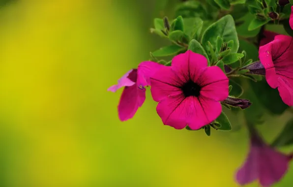 Picture macro, background, Petunia