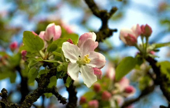 Flowers, tree, spring