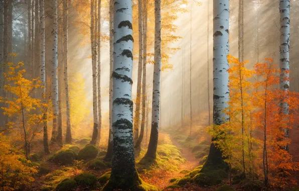 Autumn, forest, the sun, rays, light, trees, branches, nature