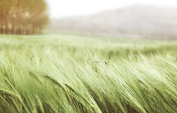 Picture wheat, field, summer, grass, nature, the wind, ears, green