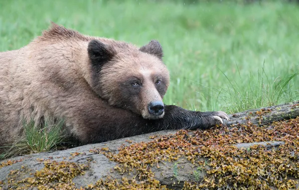 Look, face, rain, glade, paws, bear, lies, log
