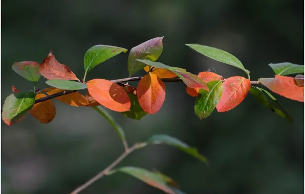 Picture autumn, leaves, proroga