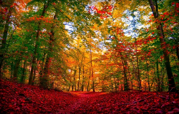 Picture autumn, forest, the sky, trees, landscape, nature, plants, forest