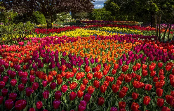 Trees, flowers, Park, tulips, buds, colorful