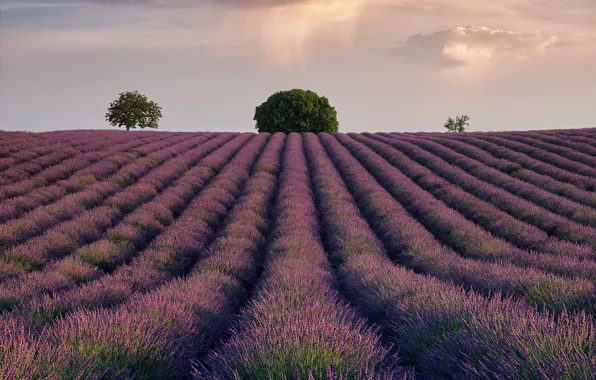 Picture field, the sky, clouds, trees, lavender