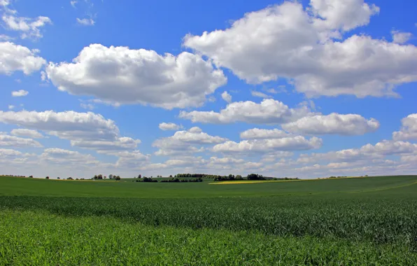 Field, the sky, grass, clouds