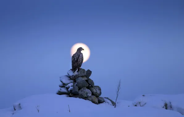 Night, bird, eagle