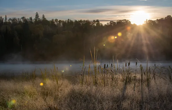 Picture autumn, forest, the sun, light, fog, river, shore, reed