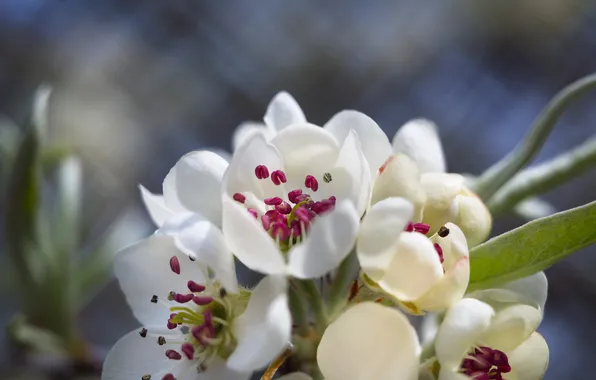 Flowers, spring, pear