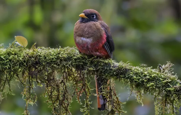 Picture bird, branch, female, masked trogon