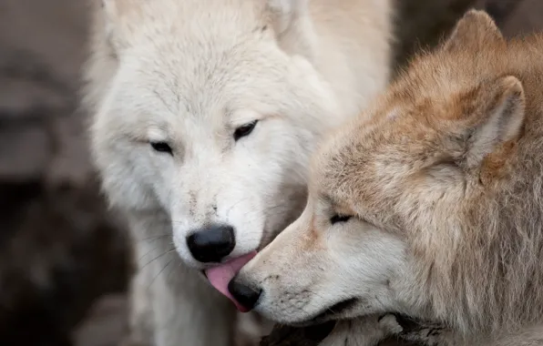 Love, wolf, predators, kiss, pair, wolves