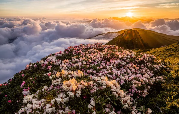 The sky, leaves, the sun, clouds, rays, light, landscape, flowers