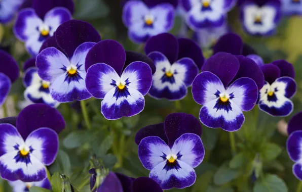 Flowers, purple, Pansy, flowerbed, lilac, bokeh, violet, viola