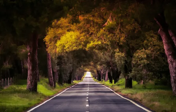 Road, forest, trees, nature, Portugal