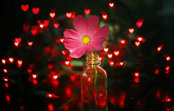 Flower, light, lights, pink, red, garland, jar, kosmeya