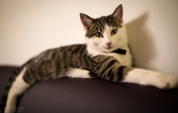 Picture cat, cat, stay, lies