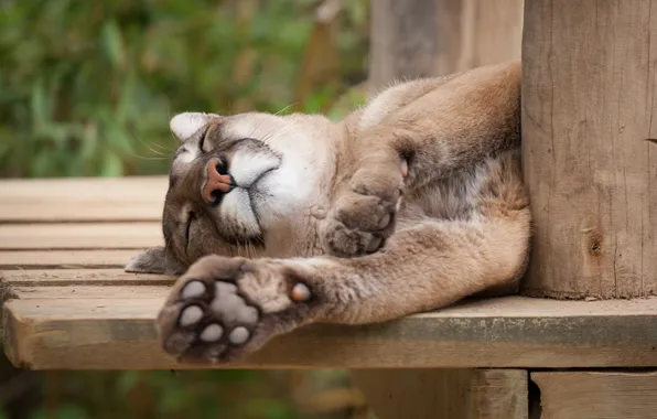 Cat, stay, sleep, sleeping, Puma, Cougar