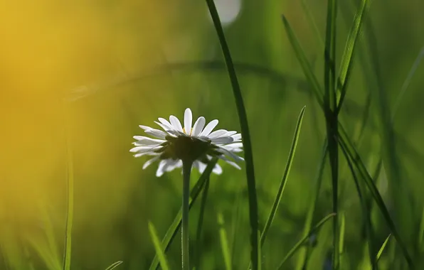 Grass, nature, Daisy