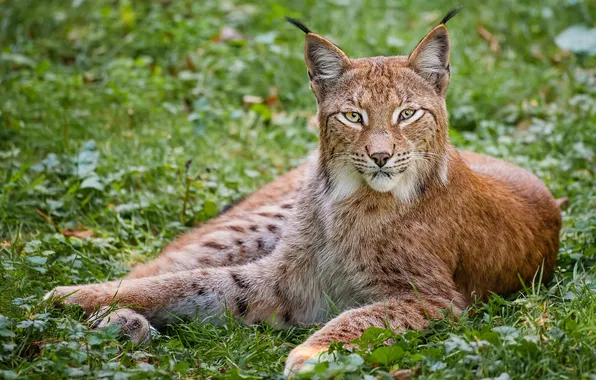 Picture cat, look, lynx
