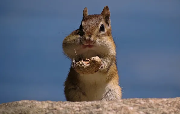 Picture walnut, Chipmunk, peanuts