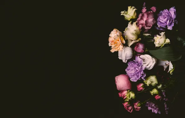 Picture flowers, roses, colorful, pink, black background, black, pink, flowers