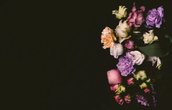 Flowers, roses, colorful, pink, black background, black, pink, flowers