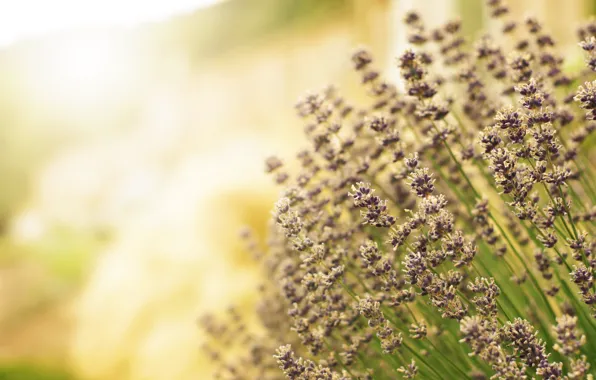 Field, light, flowers, blur, purple, lavender