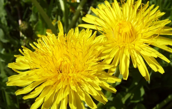 Picture flower, macro, yellow, dandelion