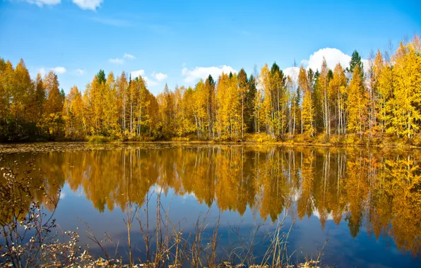 Picture autumn, forest, the sky, nature, lake
