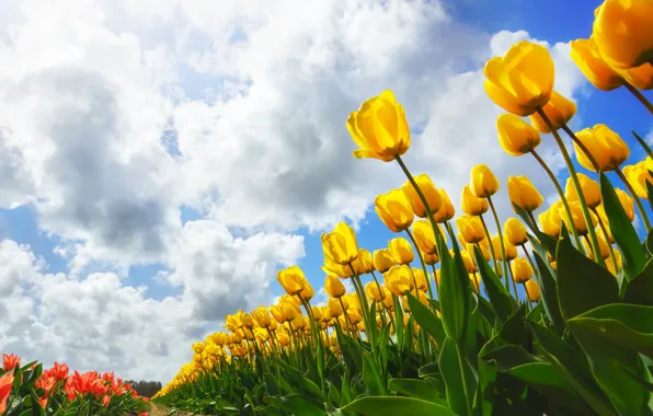 Clouds, nature, tulips