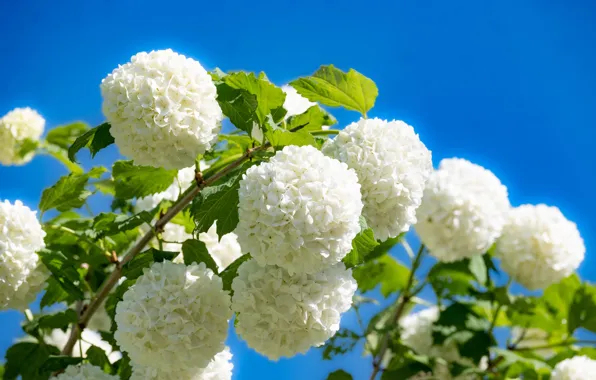 The sky, leaves, light, flowers, blue, branch, white, flowering