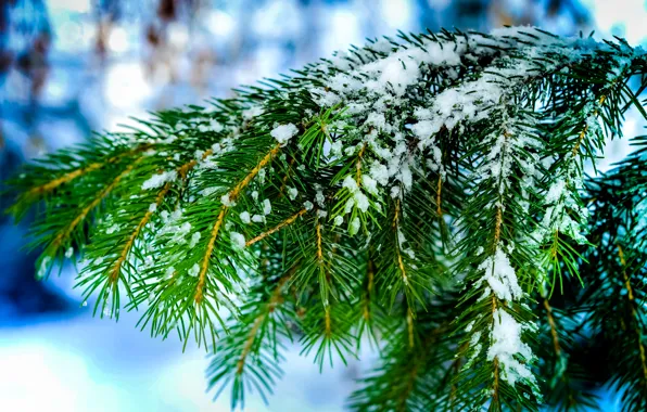 Winter, macro, snow, needles, nature, tree, spruce, Branches