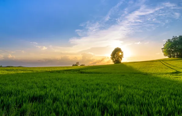 Field, grass, sunrise, tree