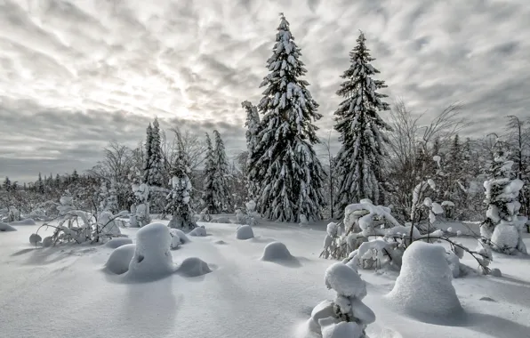 Winter, snow, landscape