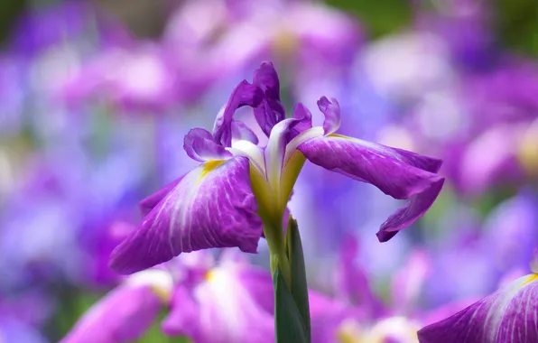 Picture flowers, flowering, iris
