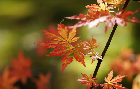Autumn, leaves, nature