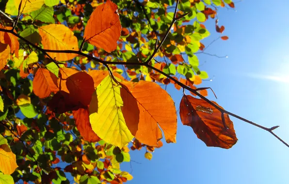 Autumn, the sky, macro, foliage, branch