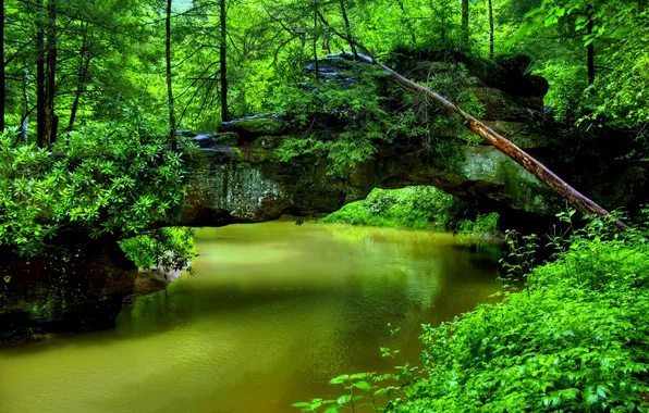 Picture green, forest, river, trees, nature, water
