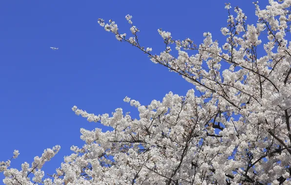 Picture the sky, nature, the plane, Sakura, flowers, twigs
