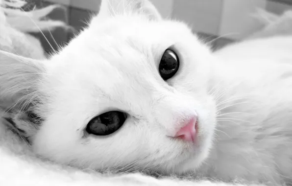 Picture cat, cat, face, white, lying
