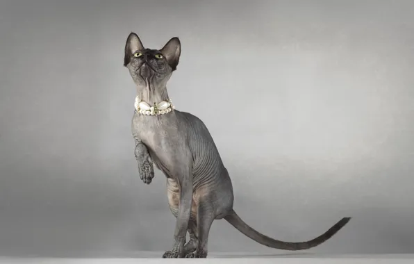 Cat, background, Sphinx