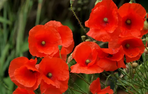Flowers, Maki, red poppies