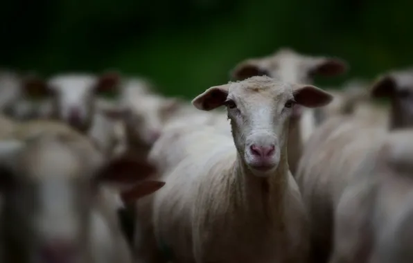 Look, face, sheep, sheep, bokeh, sheep