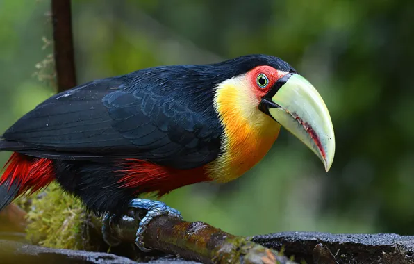 Look, background, bird, branch, Toucan