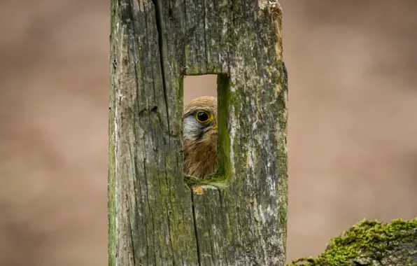 Picture eyes, bird, the fence