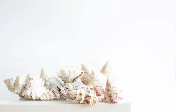 Background, shell, sea