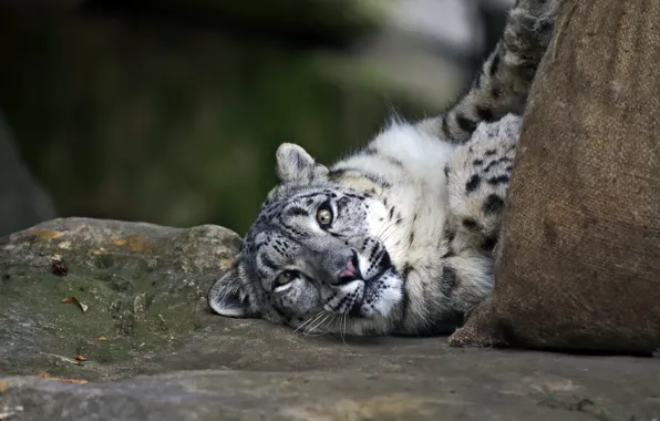 IRBIS, snow leopard, cat.face