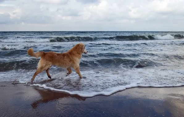 Picture sea, background, dog